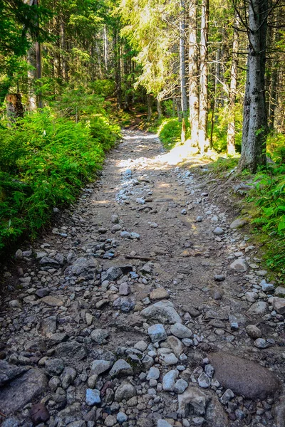 Route de montagne dans les Hautes Tatras — Photo