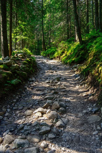 Route de montagne dans les Hautes Tatras — Photo