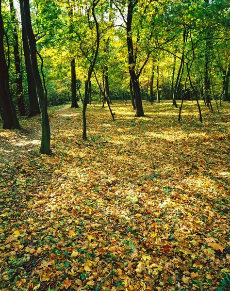 Saisonales Bild Des Herbstwaldes — Stockfoto