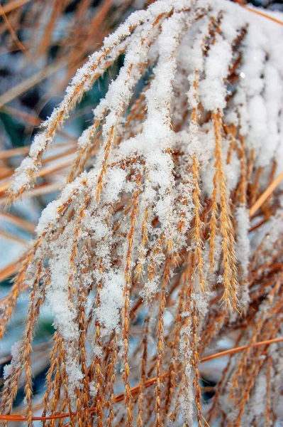 被雪覆盖的植物 — 图库照片