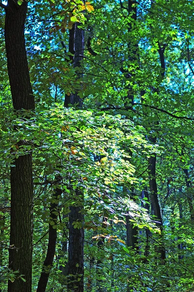 Floresta Com Raios Sol — Fotografia de Stock