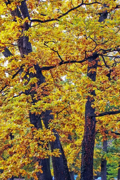 Πάρκο Φθινόπωρο Πολύχρωμα Φύλλα — Φωτογραφία Αρχείου