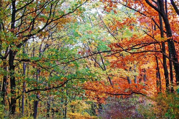 Las Jesienią Kolorowymi Liśćmi — Zdjęcie stockowe