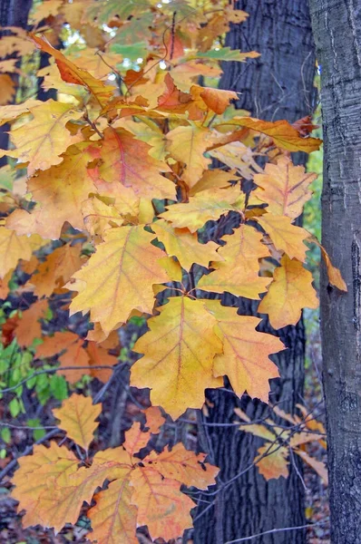 Kasztanowy Dąb Jesienią — Zdjęcie stockowe