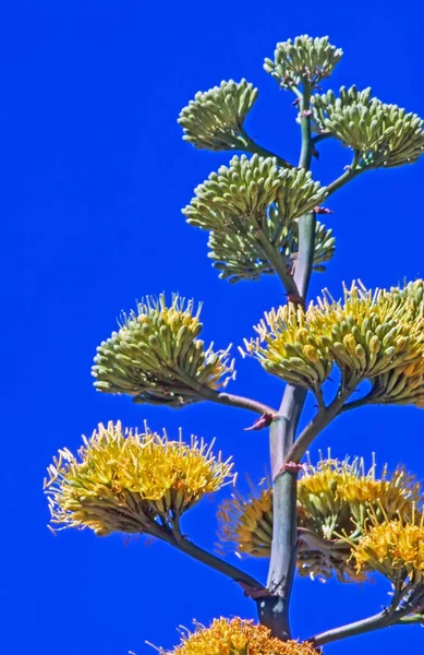 Agave Florescente Deserto Arizona — Fotografia de Stock