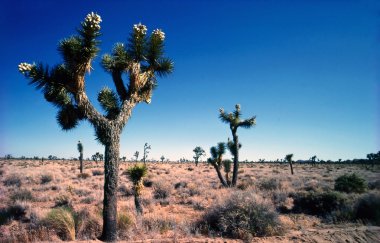 Joshua Tree Ulusal Parkı