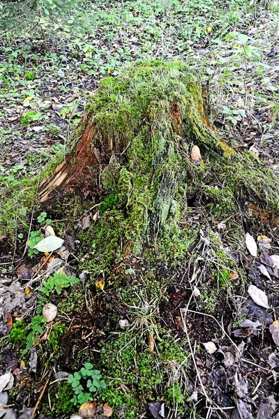 Trozo de árbol — Foto de Stock