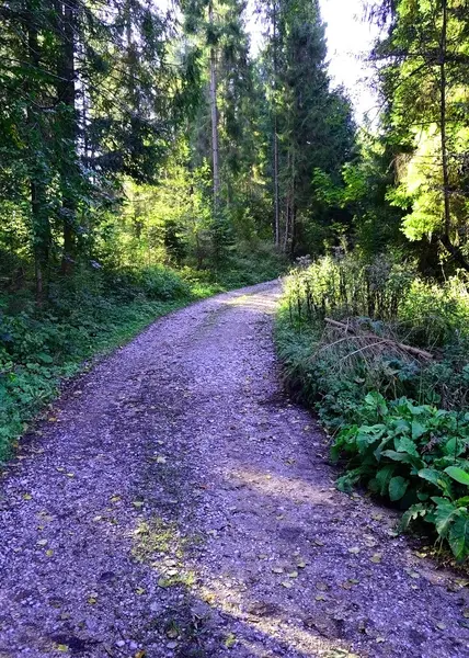 Road forest — Zdjęcie stockowe