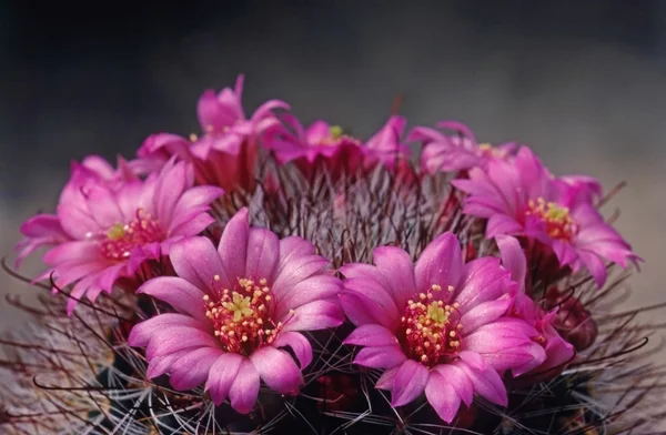 Kaktus blomma — Stockfoto