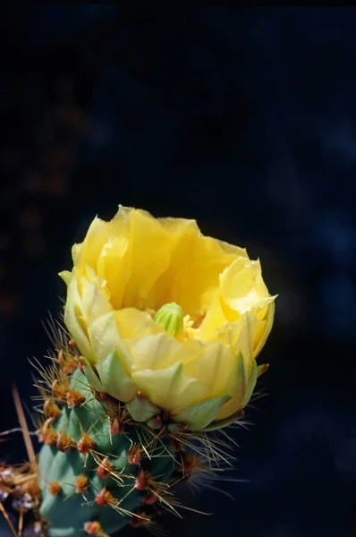 Flor de cacto — Fotografia de Stock