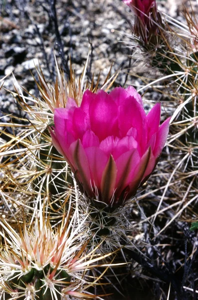 Kaktus blomma — Stockfoto