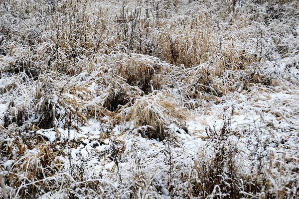 Feld im Winter — Stockfoto