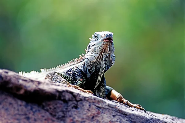 Iguana verde — Fotografia de Stock