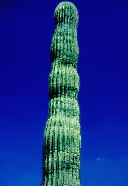 Cactus saguaro — Foto Stock