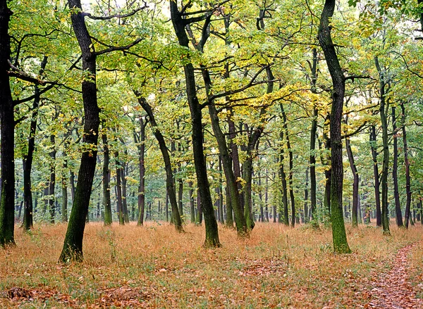 Forêt d'automne — Photo