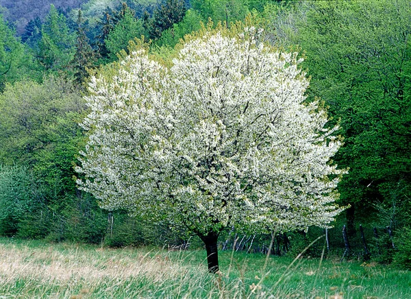 Tavaszi erdő — Stock Fotó