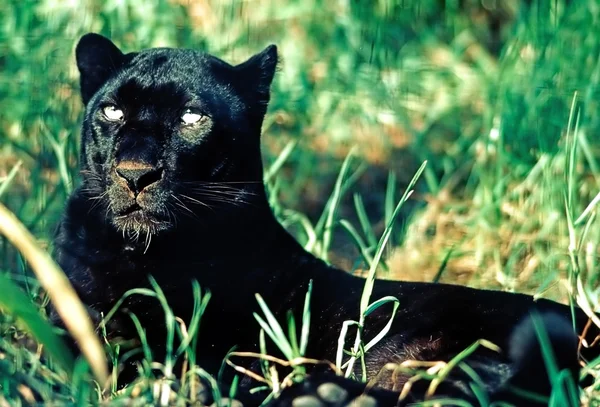 Чорна пантера — стокове фото