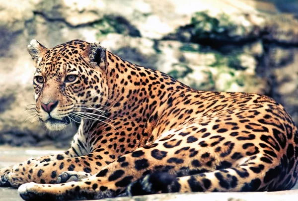 Leopardo — Foto de Stock