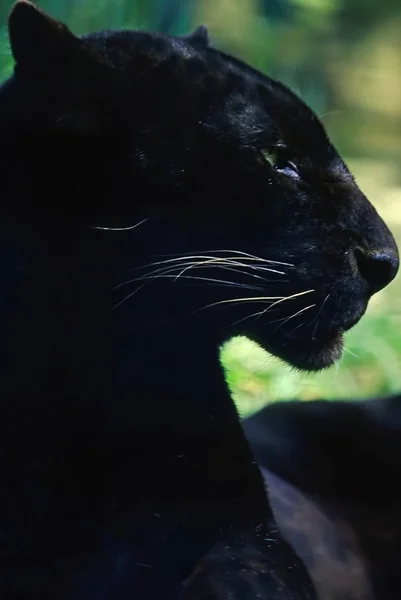 Black panther — Stock Photo, Image