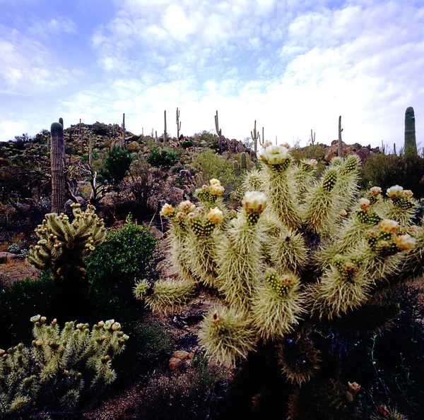 Spring in desert — Stock Photo, Image