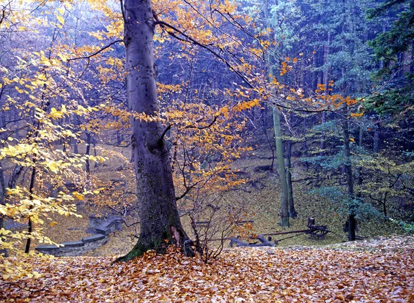 Herbst — Stockfoto