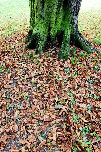 Árvore no parque — Fotografia de Stock