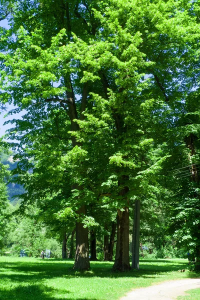 Parque — Fotografia de Stock