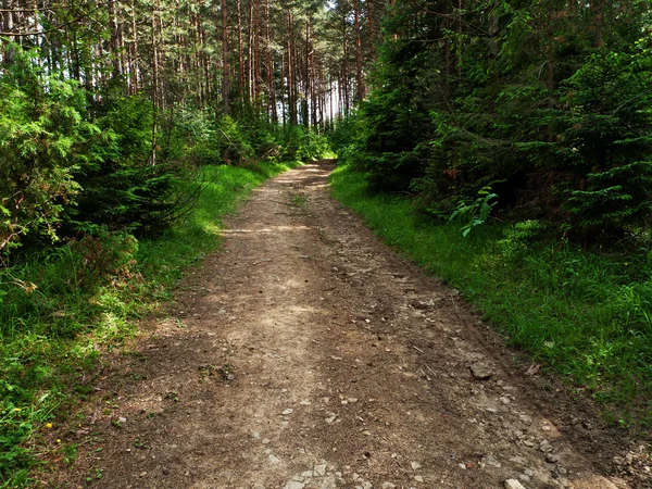 Road forest — Zdjęcie stockowe