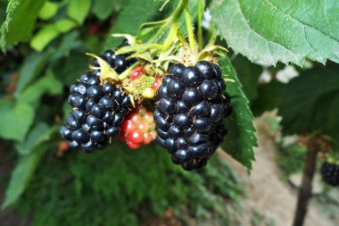 Blackberry