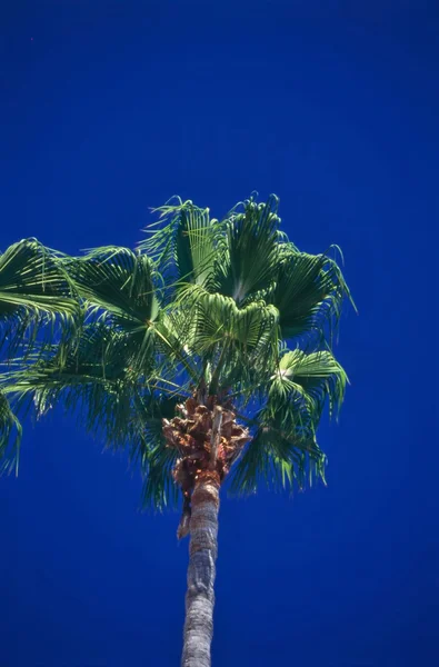 Palm Tree — Stock Photo, Image