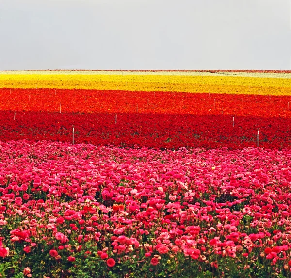 Flower Farm — Stock Photo, Image