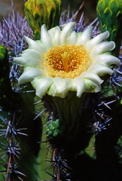 Saguaro fleur — Photo