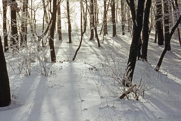 Bosque en invierno — Foto de Stock