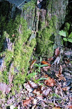 Ormanda yeşil yosun