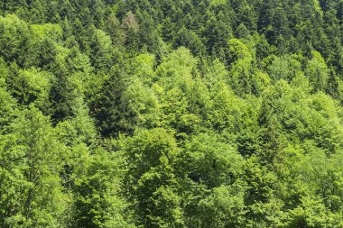 Yeni dallar ve yapraklarla İlkbaharda Orman