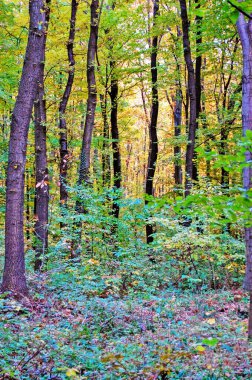 Coloful yapraklarıyla Sonbaharda Orman