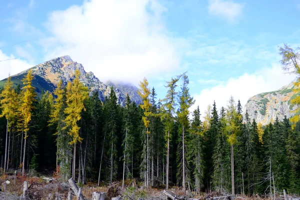 Bosque en otoño — Foto de Stock