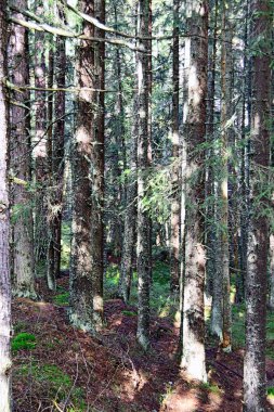 Slovakya'nın dağlarında orman