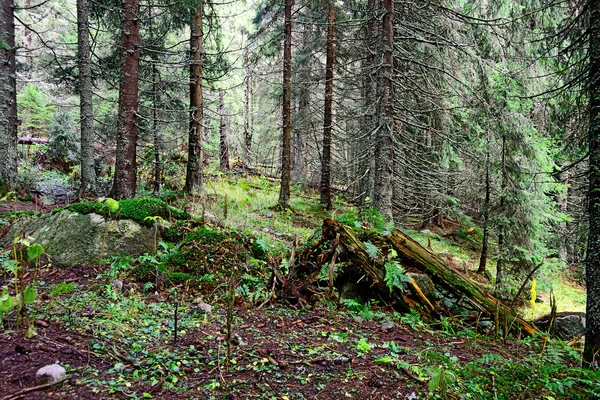 Lasów w górach — Zdjęcie stockowe