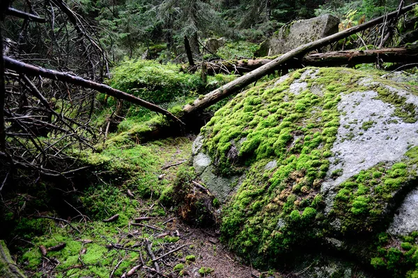 Bosque con rocas y musgo —  Fotos de Stock