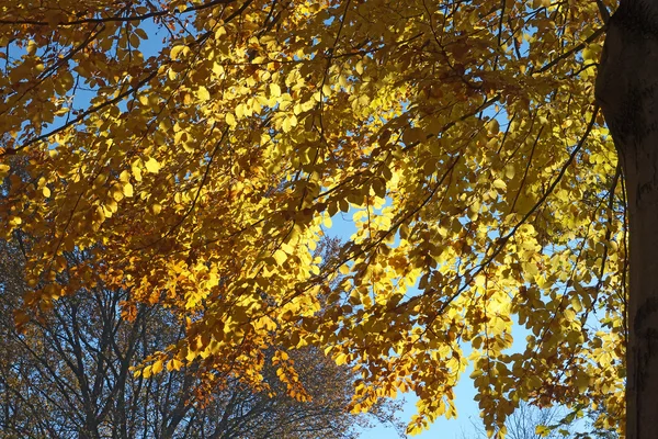 Herbstwald mit Sonnenstrahlen — Stockfoto