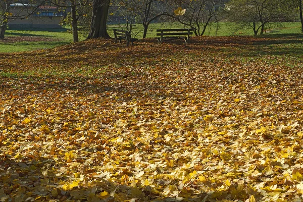 Park in het najaar met gevallen bladeren — Stockfoto