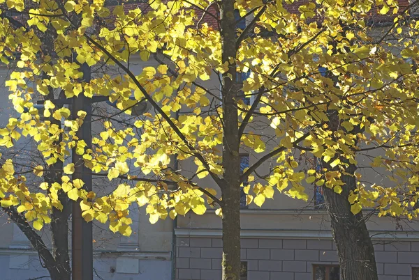 Park in Autumn with sun rays — Stock Photo, Image