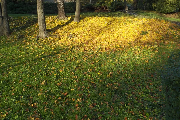 Floresta de outono com raios de sol — Fotografia de Stock