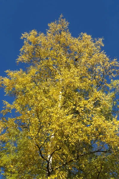 Höst skog med sol strålar — Stockfoto