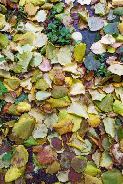 Bahçede sonbahar yaprakları