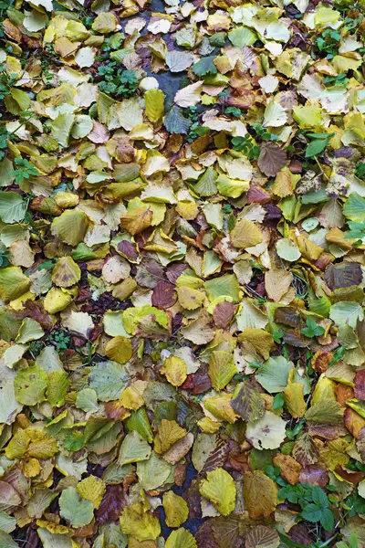 Folhas de outono no jardim — Fotografia de Stock