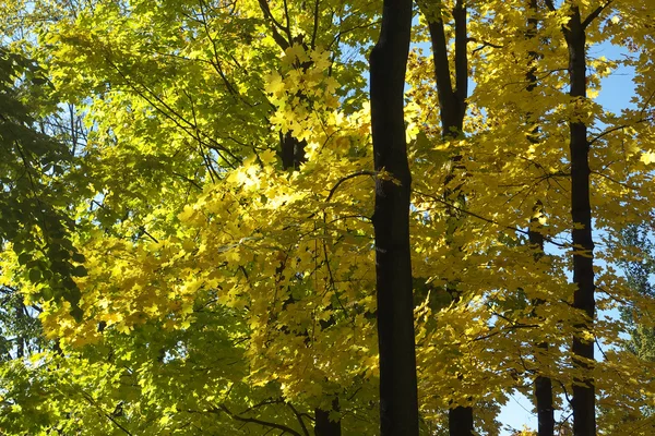 Осенний лес с листьями — стоковое фото