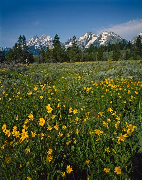 Grand Teton nel Wyoming — Foto Stock