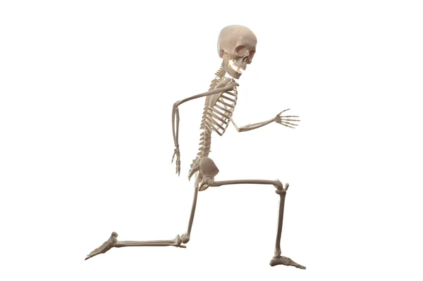 Esqueleto correndo isolado no fundo branco — Fotografia de Stock